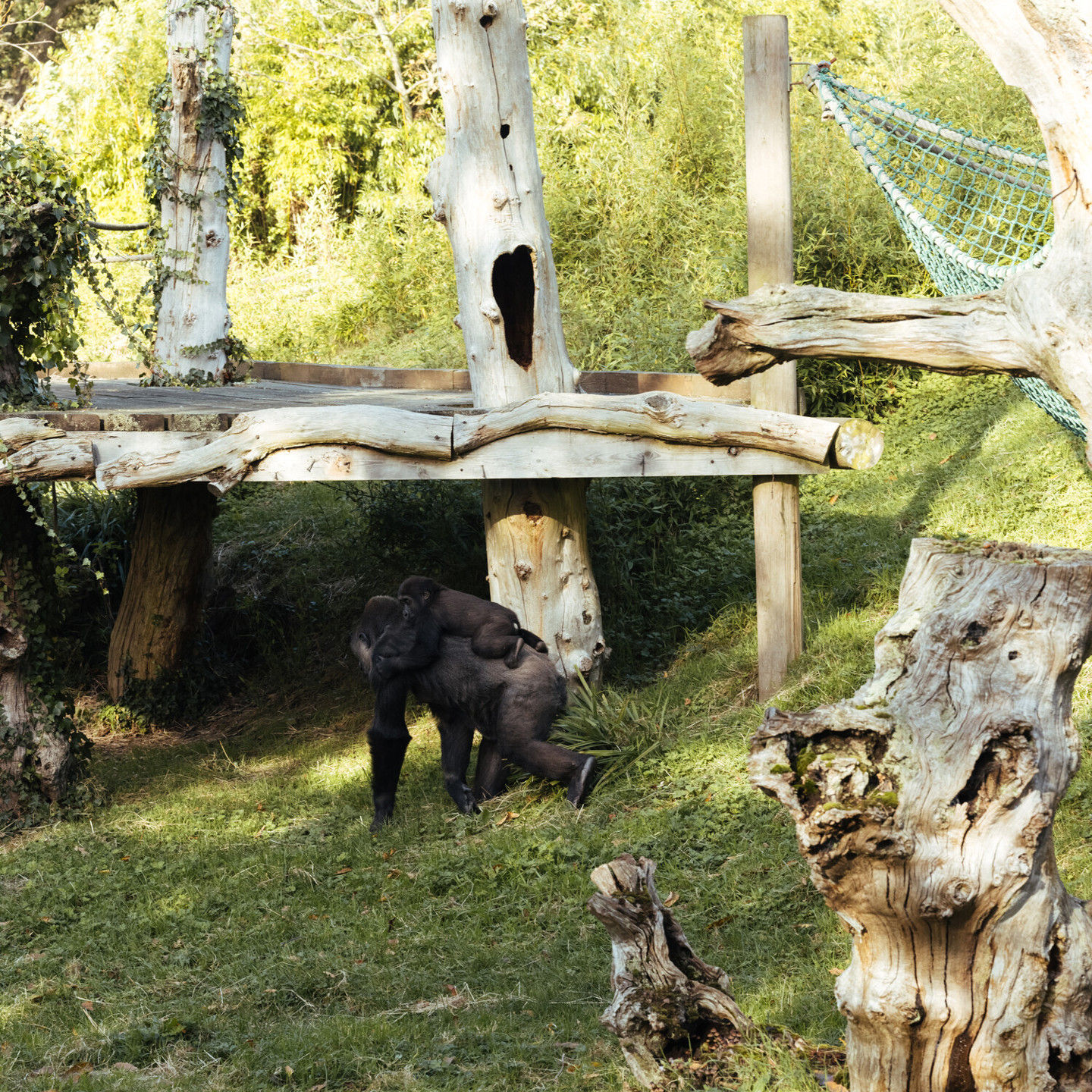 Gorillas at Durrell Zoo