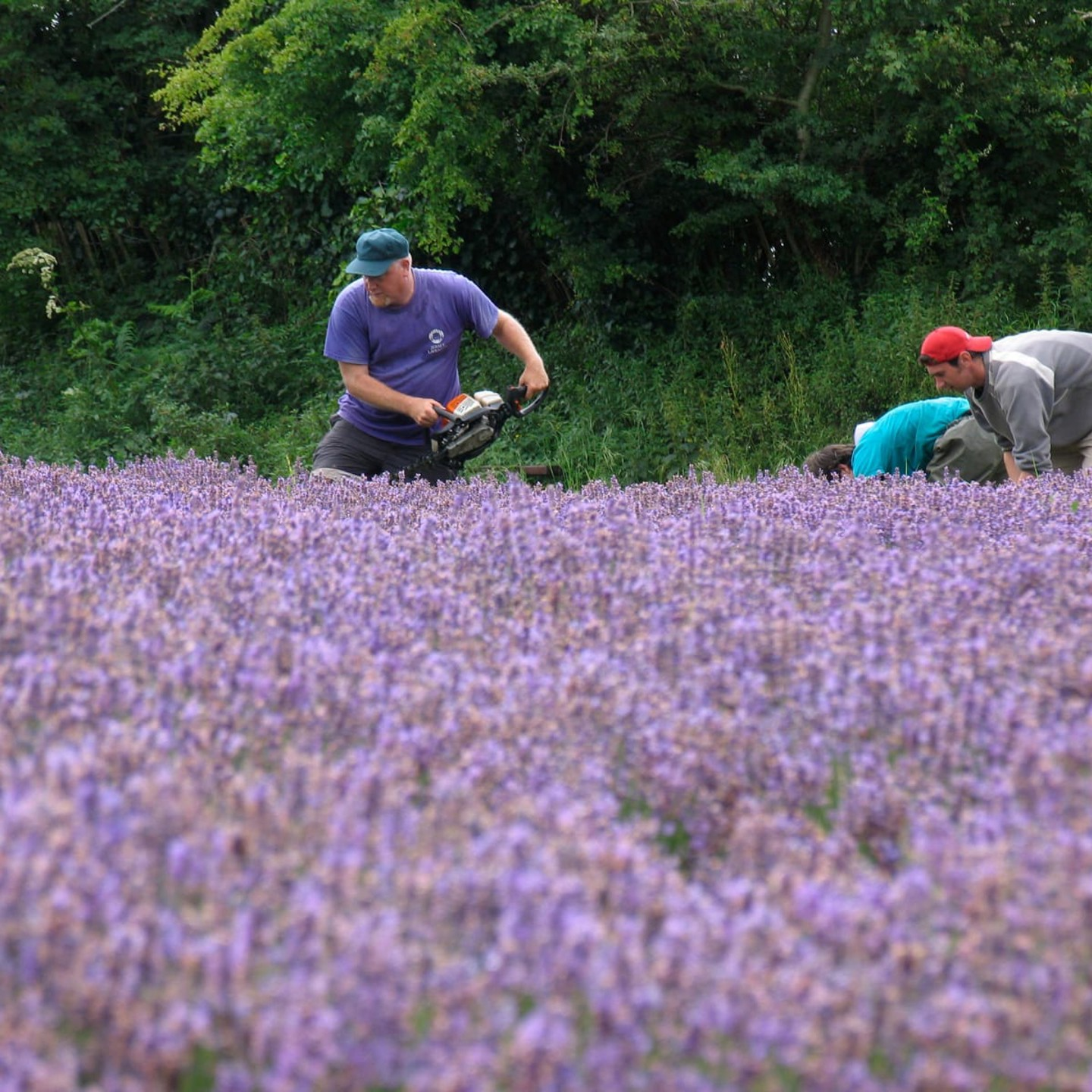 Workers farming the Lavender 