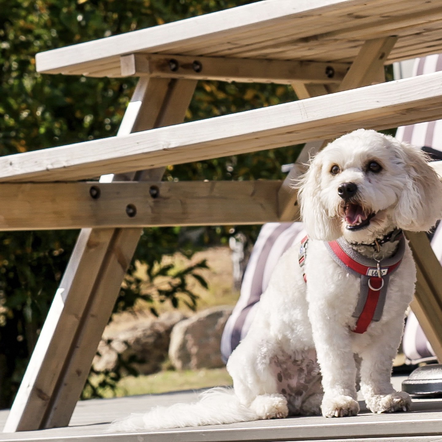 Dog outside of Grand Lodge