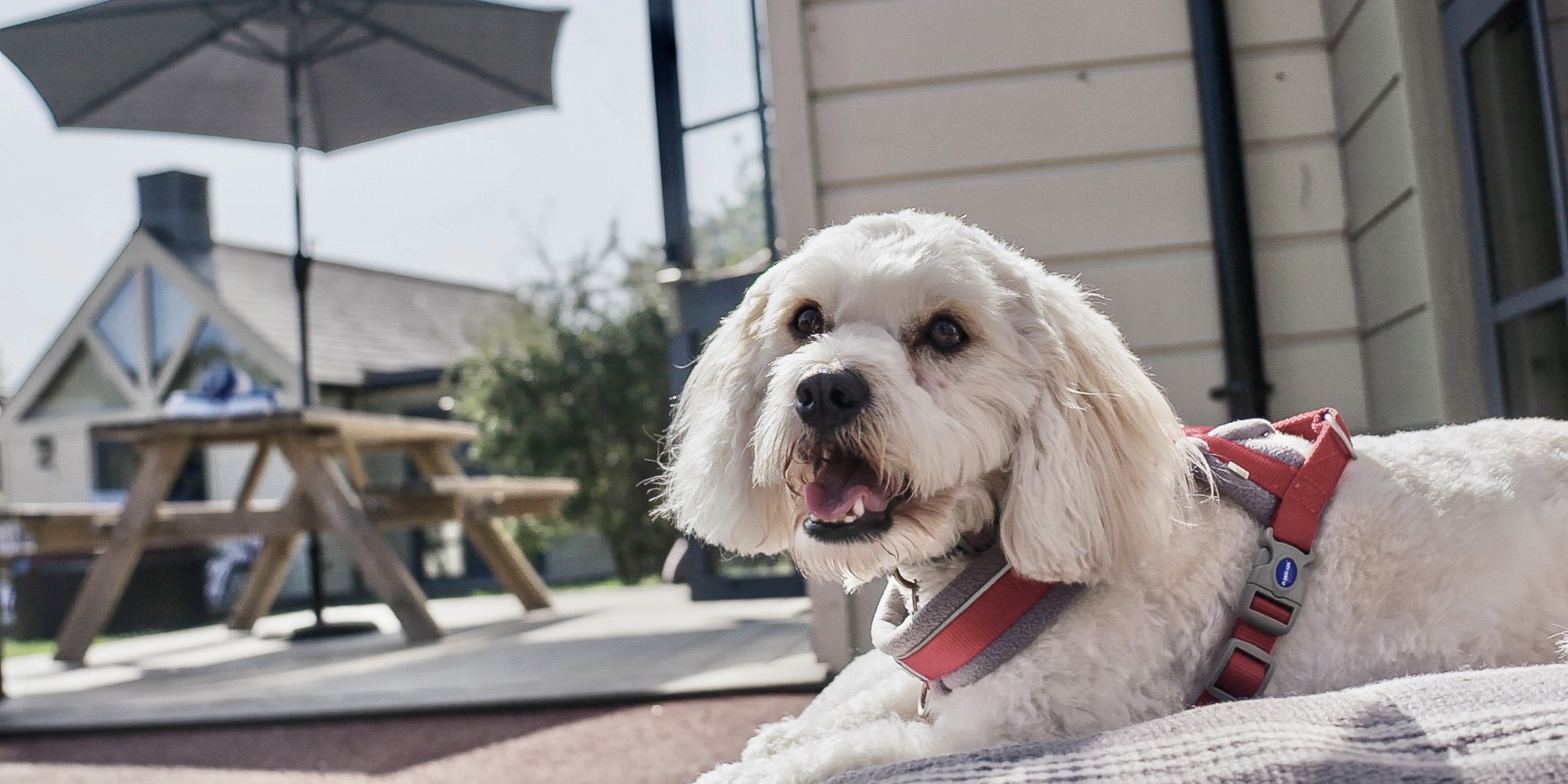 Dog outside of Grand Lodge