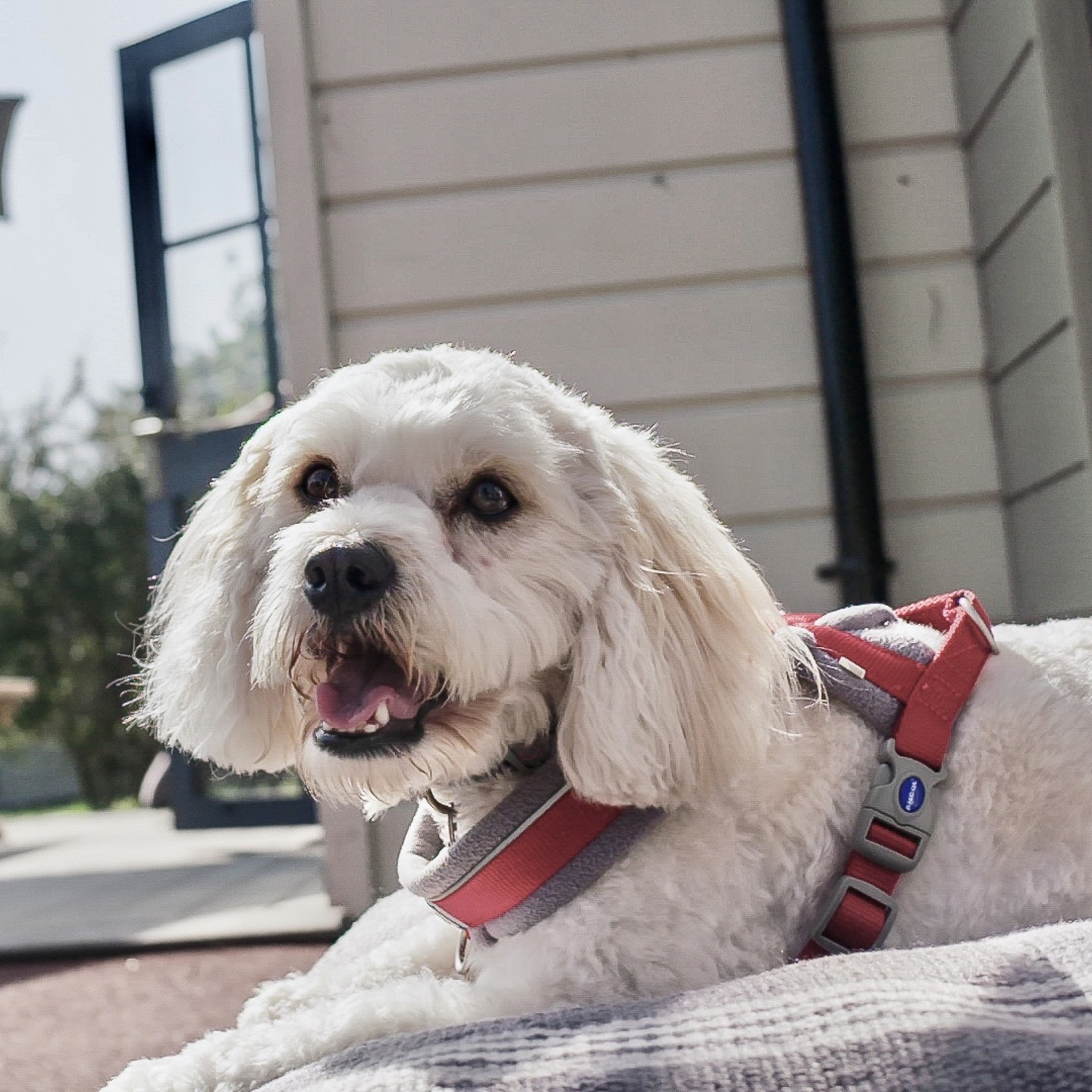 Dog outside of Grand Lodge