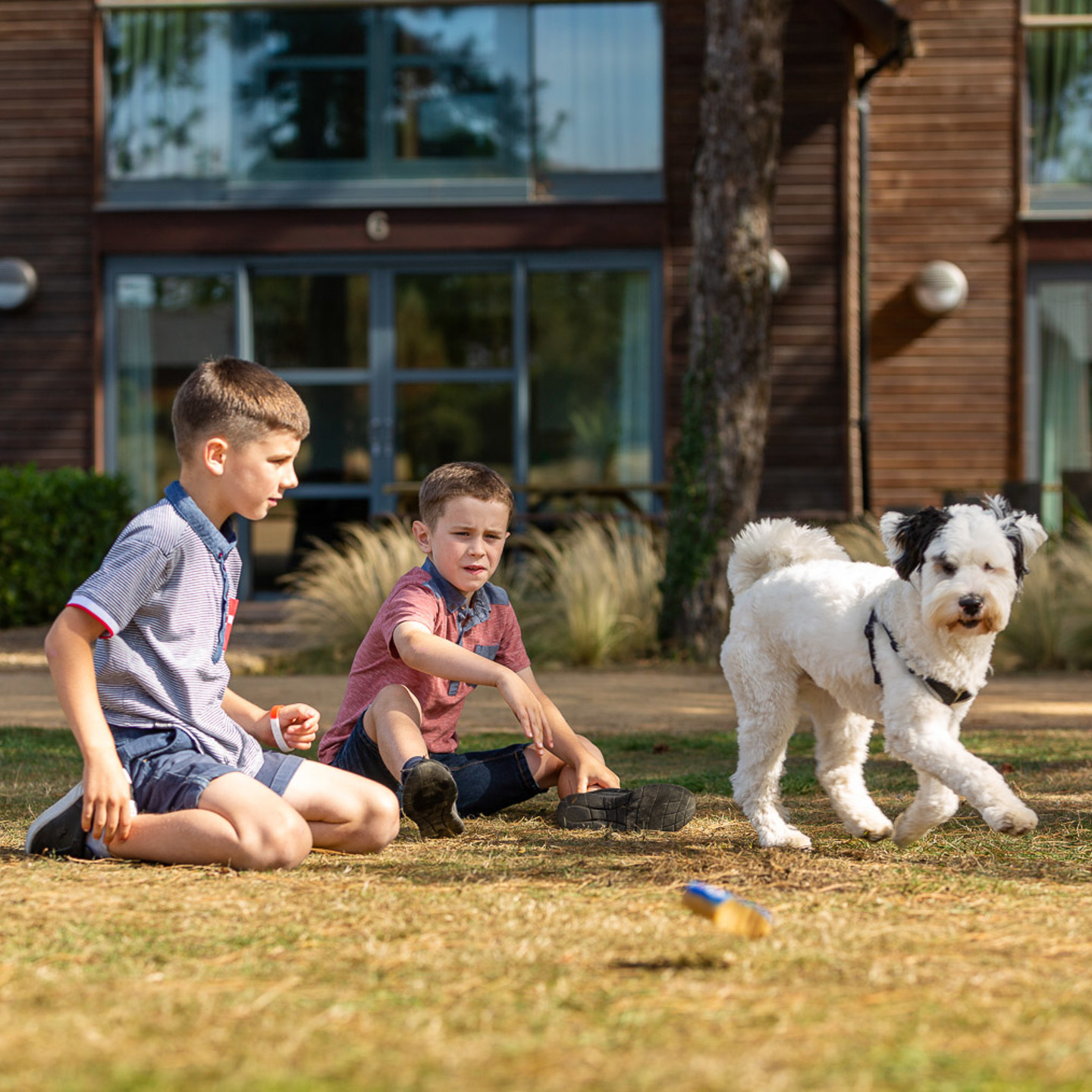 Two young boys playing with dog