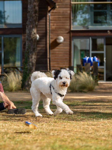 Two young boys playing with dog