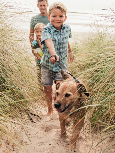 Dogs on the Sand Dunes